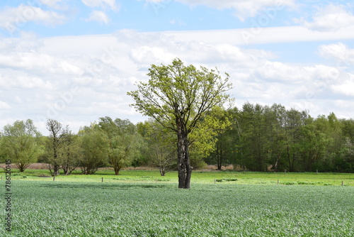 swamp trees in spring green landscape