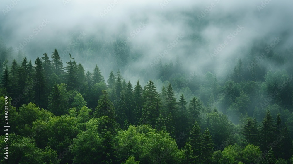 Misty forest morning with lush green trees Misty forest morning with lush green trees