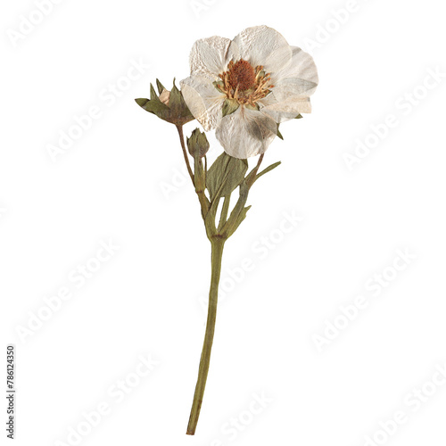 Fototapeta Naklejka Na Ścianę i Meble -  Isolated Pressed and dried White flower. Aesthetic scrapbooking Dry plants
