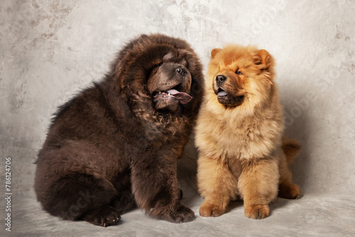 Two cute fluffy chow chows. An adult black dog and a red puppy. Studio photography. Highly purebred Chow puppies  breeding Chow Chow breed.