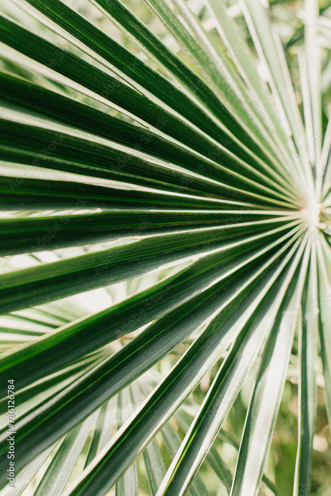 Fresh palm leaf in a sunlight. Concept green plant background. Fresh palm leaf in a sunlight. Concept green plant background.