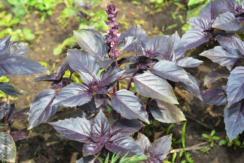 Purple Basil: planting, growing, and harvesting. Purple basilic with flowers. Top view on or purple basil leaves.