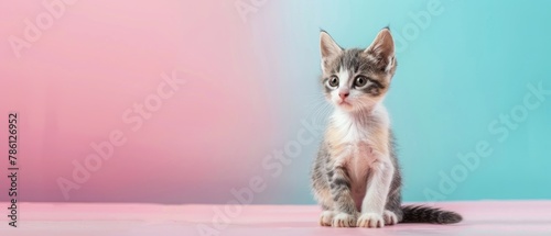 cute cat isolated on pastel one color background