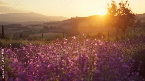 Sunset Over Lavender Fields in Countryside