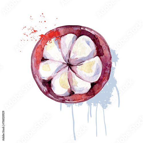 Hand Drawn Watercolor Mangosteen Fruit. Vector illustration.