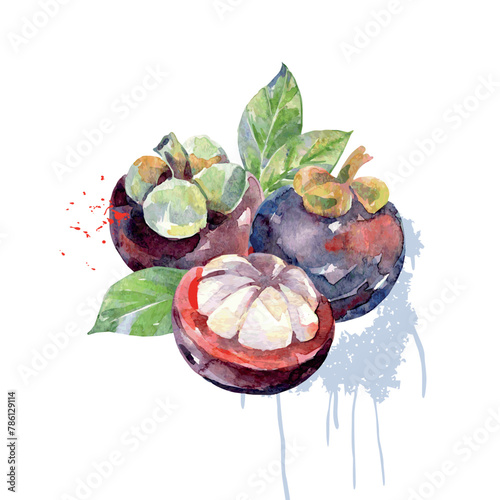 Hand Drawn Watercolor Mangosteen Fruit. Vector illustration.