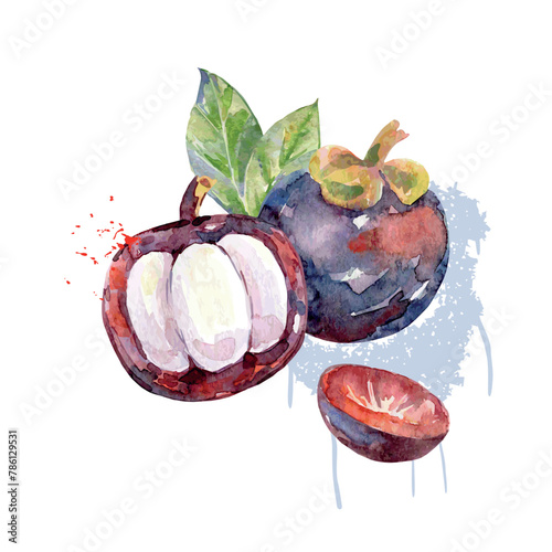Hand Drawn Watercolor Mangosteen Fruit. Vector illustration. © Tapilipa