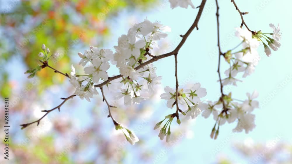 Spring natural background with cherry blossoms Spring natural background with cherry blossoms