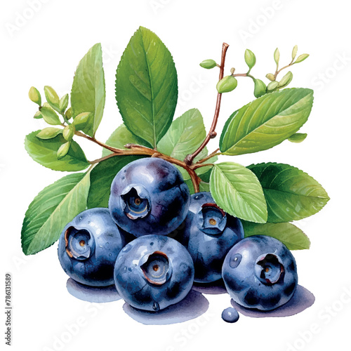 Blueberries clipart watercolor design, vector illustration on white background