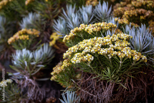 Obraz na plátně This is the edelweiss flower or also called the flower of immortality which grow