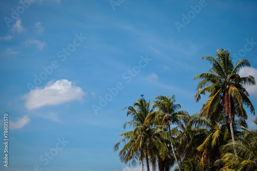 Idyllic looking green tropical palm trees on a clear sunny summer day with a blue sky.