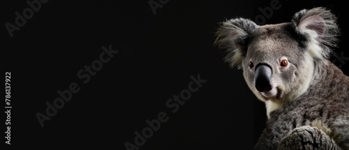 A detailed close-up shot of a koala bear posed against a dark background  highlighting its plush fur and unique features