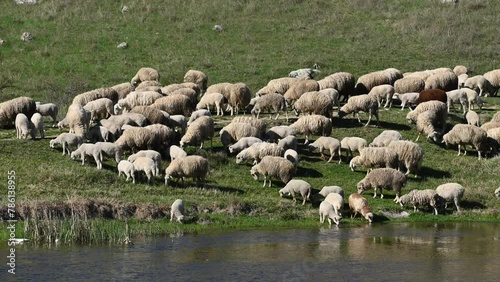 A flock of sheep are walking in a meadow. Sheep farming, livestock, agriculture, domestic sheep. Sheep drink water on the river and feed.