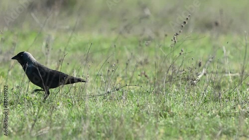 Rook corvus frugilegus in the wild standing in the grass. photo