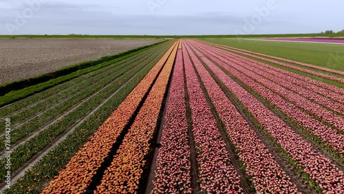 Aerial View: Pink and Orange Tulip Flower Fields (ID: 786142108)