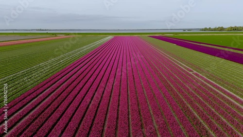 Aerial View: Pink Flower Bulb Fields with Tulips in the Netherlands (ID: 786142126)