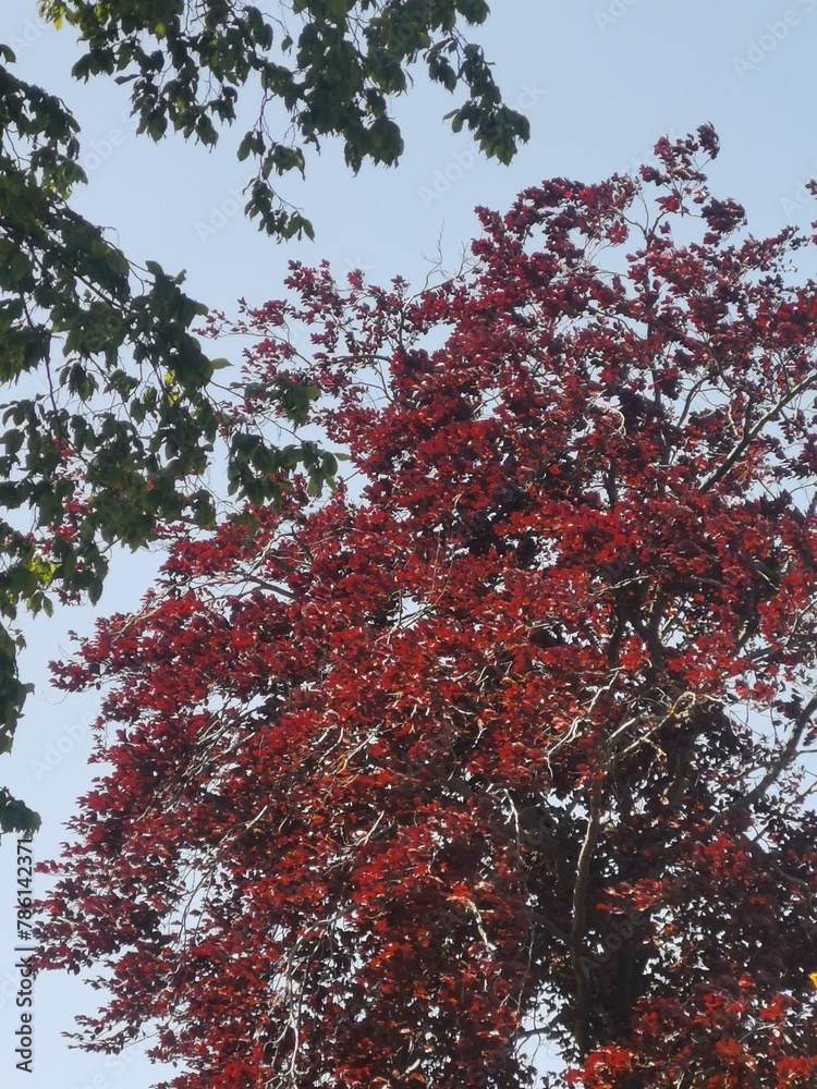 red maple leaves red maple leaves