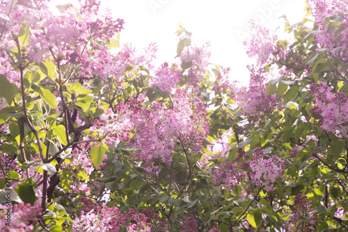 Lilac flowers blooming branch. Garden spring plant, Nature light