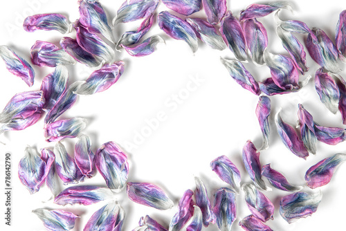 petals of lilac flowers laid out in a circle on a white background