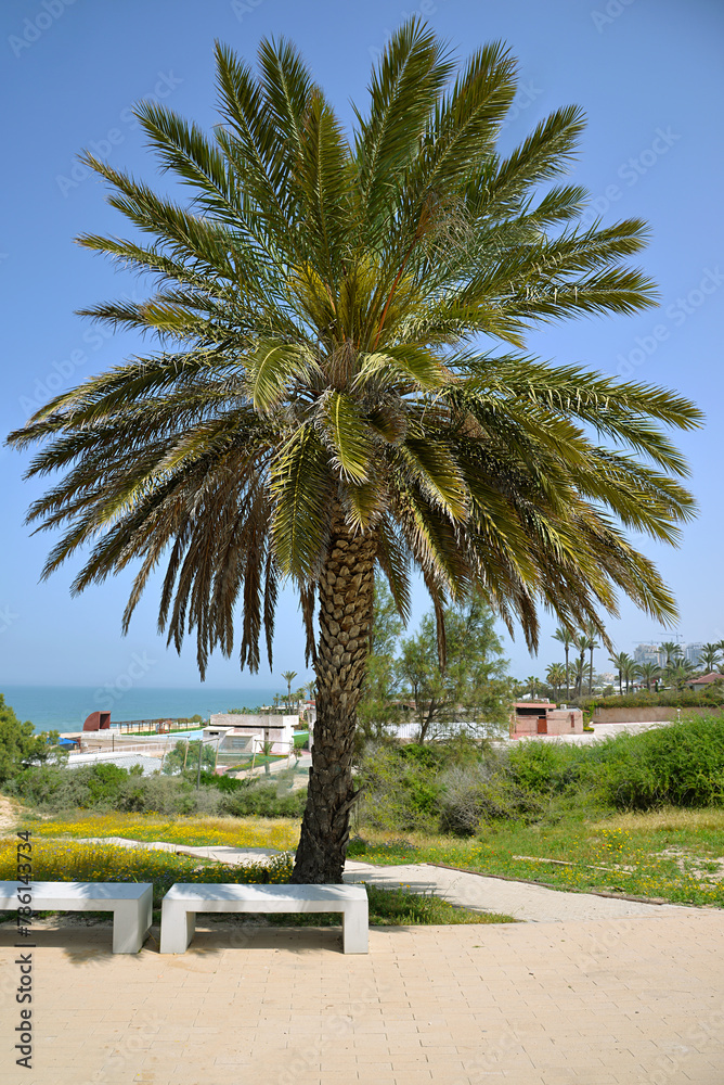 large spreading palm tree and benches under it in a park, with a Mediterranean beach in the background