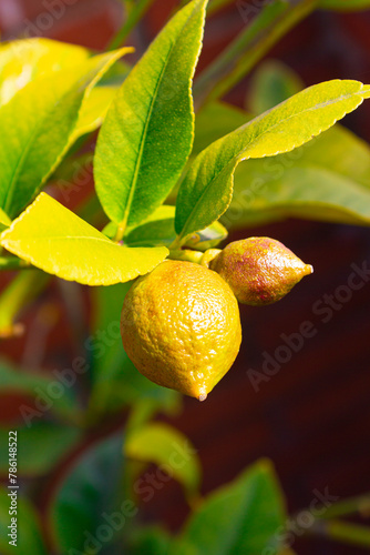 Lemon tree with two yellow lemons to harvest...