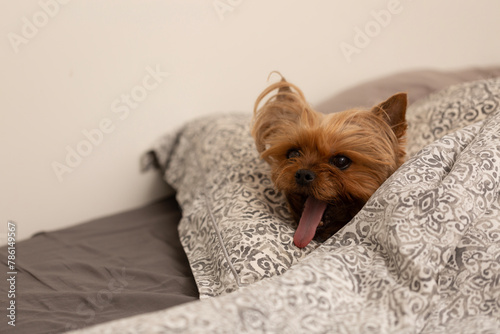 A Yorkshire Terrier dog sleeps in bed under a blanket