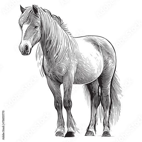 Male Horse Sketch in Black and White