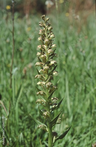 whole plant on grass of the Coeloglossum viride; Dactylorhiza viridis or frog orchid photo
