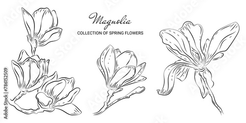 Set of luxury magnolia flowers in doodle style. Trendy botanical elements on a white background and without. Wedding elegant spring primroses for invitation save date card. Sketch of a spring-blooming