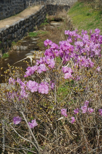 rhododendrons