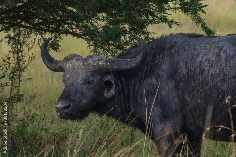 African buffalo in the savannah