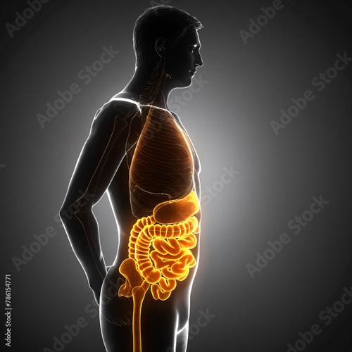 An illustration showing the location of intestine part of digestive system in the male body silhouette, 8K