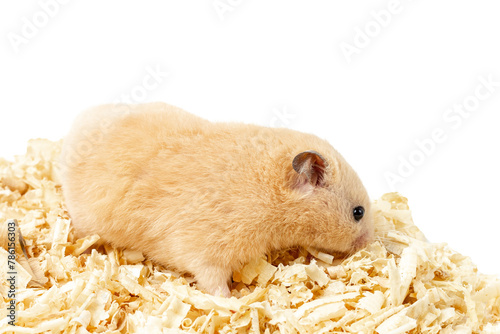Golden hamster on sawdust bedding
