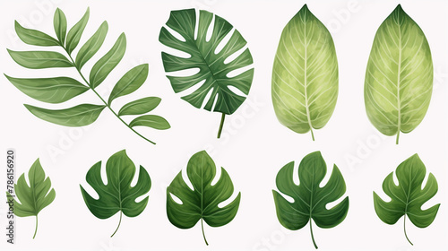 set of tropical leaves, watercolor, white background.