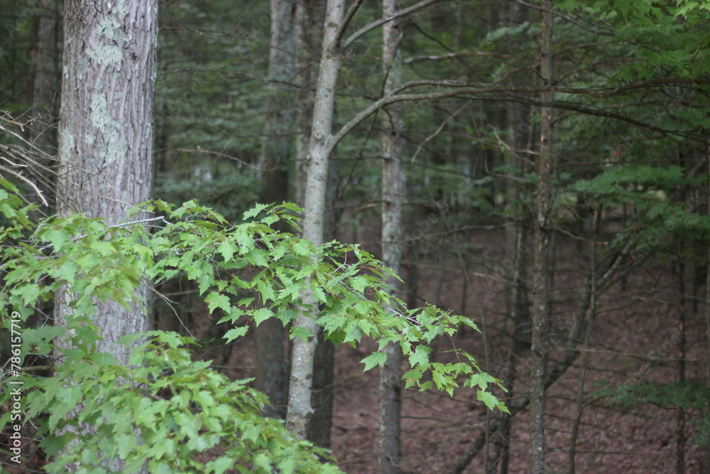 Fototapeta premium tree in the forest