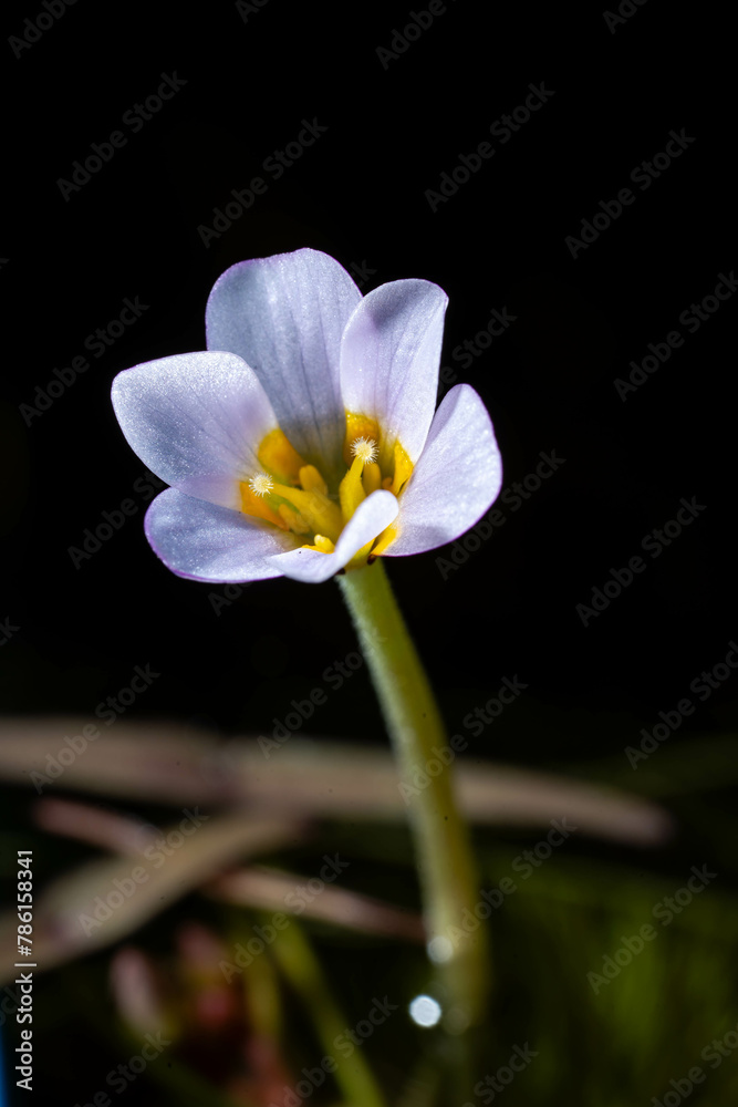 Obraz premium a beautiful macro flower that produce by Cabomba furcata