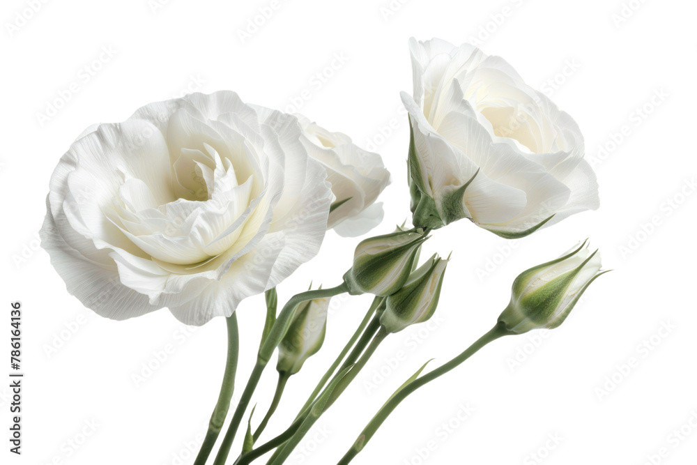 Beautiful white eustoma flowers
.isolated on white background Beautiful white eustoma flowers
.isolated on white background