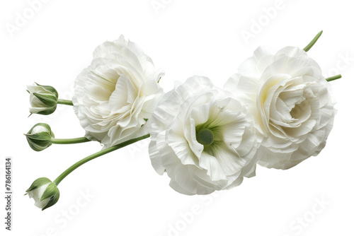 Beautiful white eustoma flowers .isolated on white background
