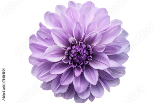 Big purple flower
.isolated on white background