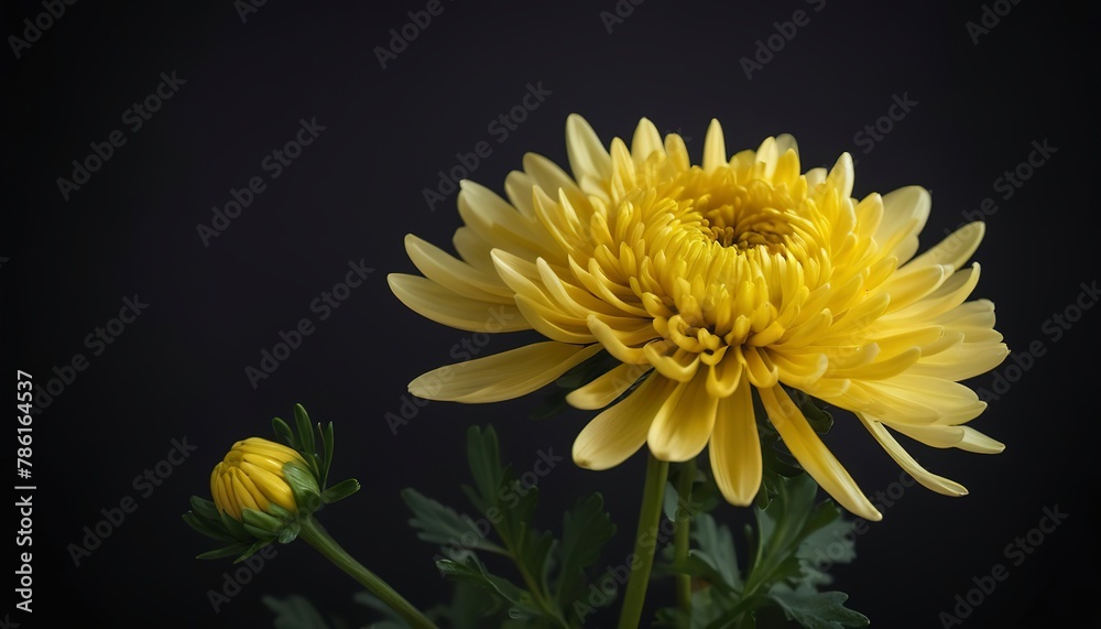 Yellow chrysanthemum on a dark background. Bright flower Yellow chrysanthemum on a dark background. Bright flower