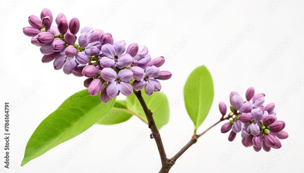 young sprig of lilac on a white background