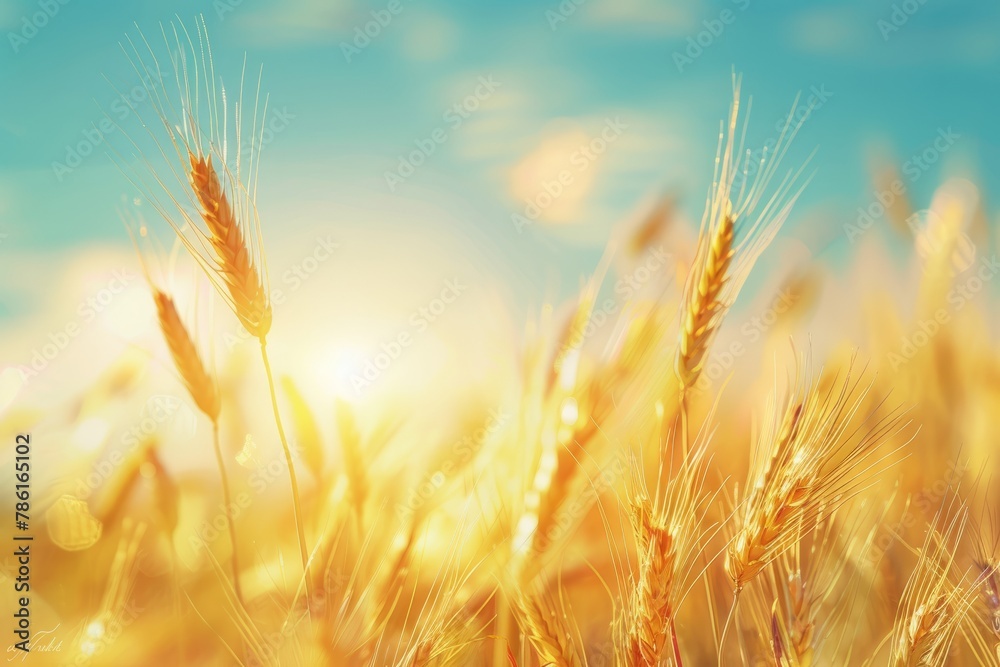 close up of wheat crop in field over blue sky, sky blue bokeh background close up of wheat crop in field over blue sky, sky blue bokeh background