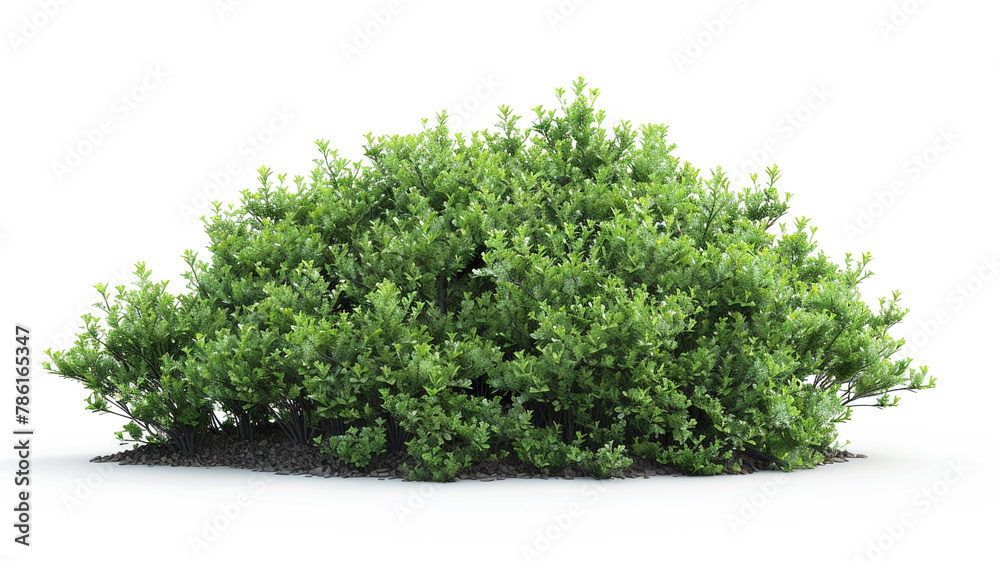 Fototapeta premium bush isolated on white background.