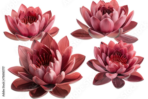 Collection Red Lotus flower .isolated on white background