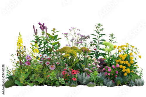 Flowerbed with different blooming plants and flowers
.isolated on white background photo