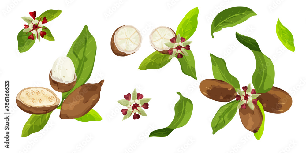 Set of Cupuaçu (Theobroma grandiflorum),or cupuassu and copoasu, leaves, flower and nut isolated on white background. Vector drawing. Set of Cupuaçu (Theobroma grandiflorum),or cupuassu and copoasu, leaves, flower and nut isolated on white background. Vector drawing.