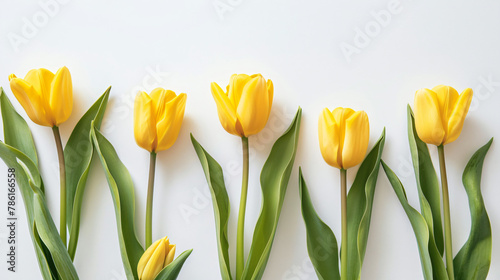 Beautiful composition of tulip spring flowers.  #786166558