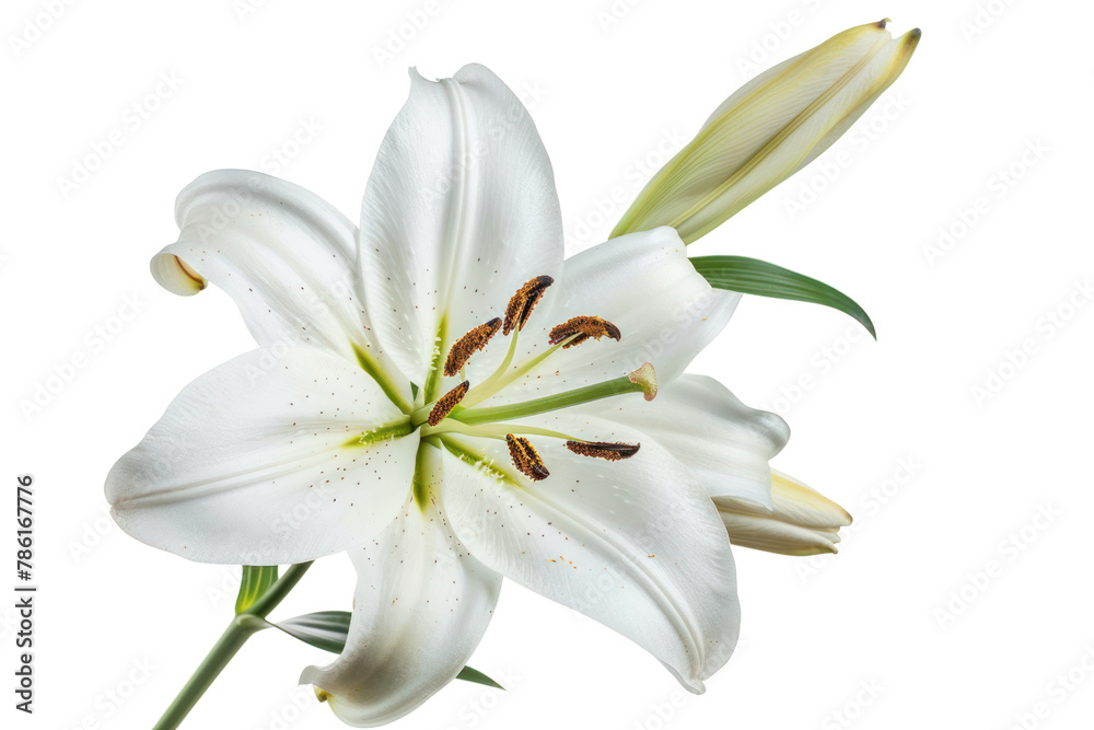ดีไซน์ที่ยังไม่ได้ตั้งชื่อ - 292Lily flower
.isolated on white background ดีไซน์ที่ยังไม่ได้ตั้งชื่อ - 292Lily flower
.isolated on white background
