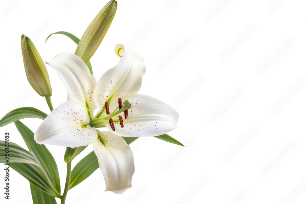 Obraz premium ดีไซน์ที่ยังไม่ได้ตั้งชื่อ - 292Lily flower .isolated on white background