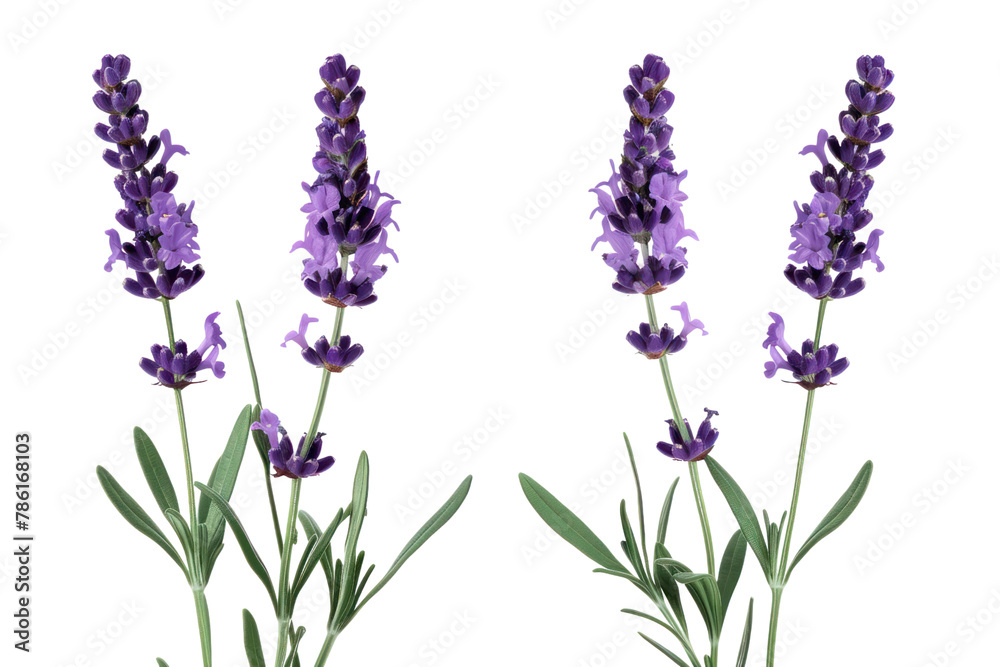 Obraz premium Lavender flowers .isolated on white background